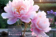 绽放信息咨询服务—海棠之光